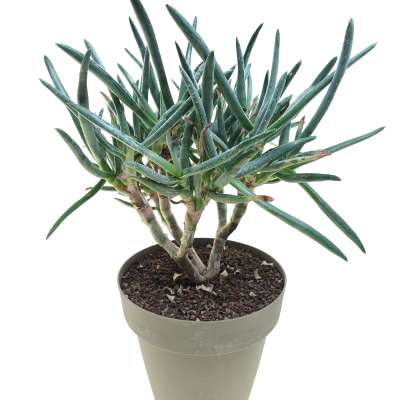 Aloe ramosissima - Giromagi